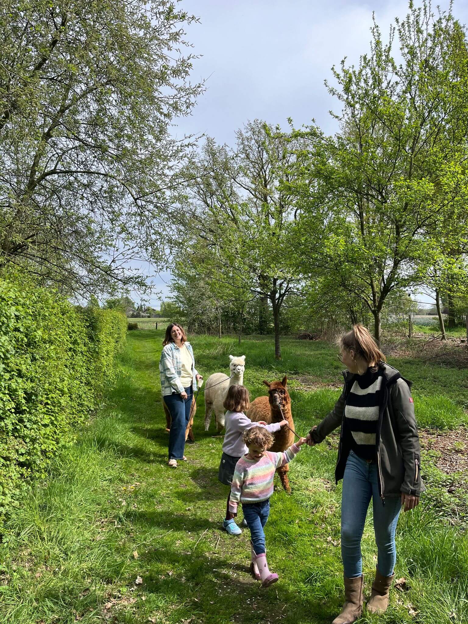 Alpaca wandeling met kinderen limburg