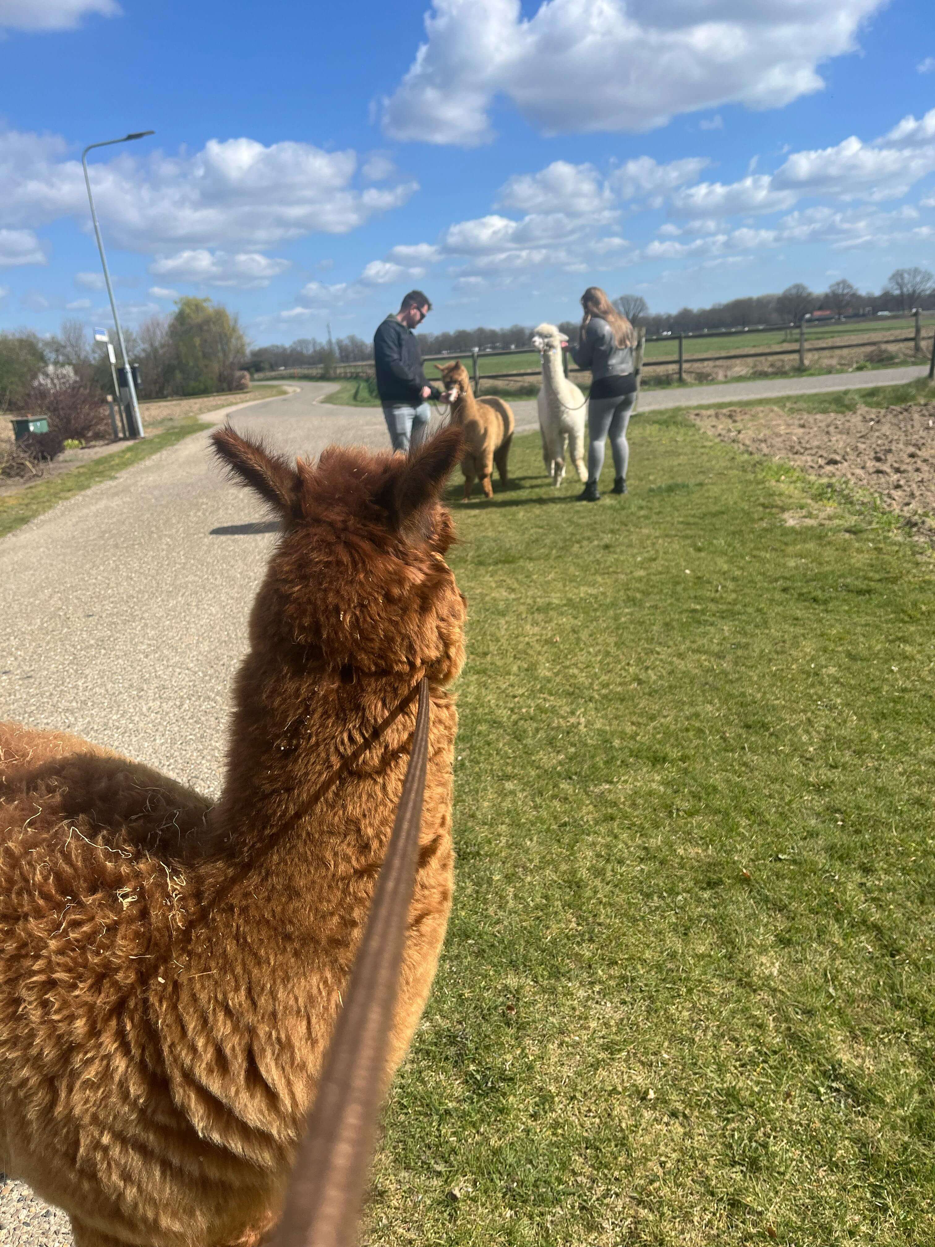 Alpaca wandeling limburg