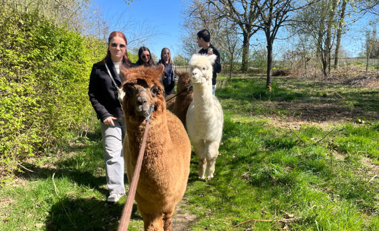 Alpaca Meet & Feed Limburg