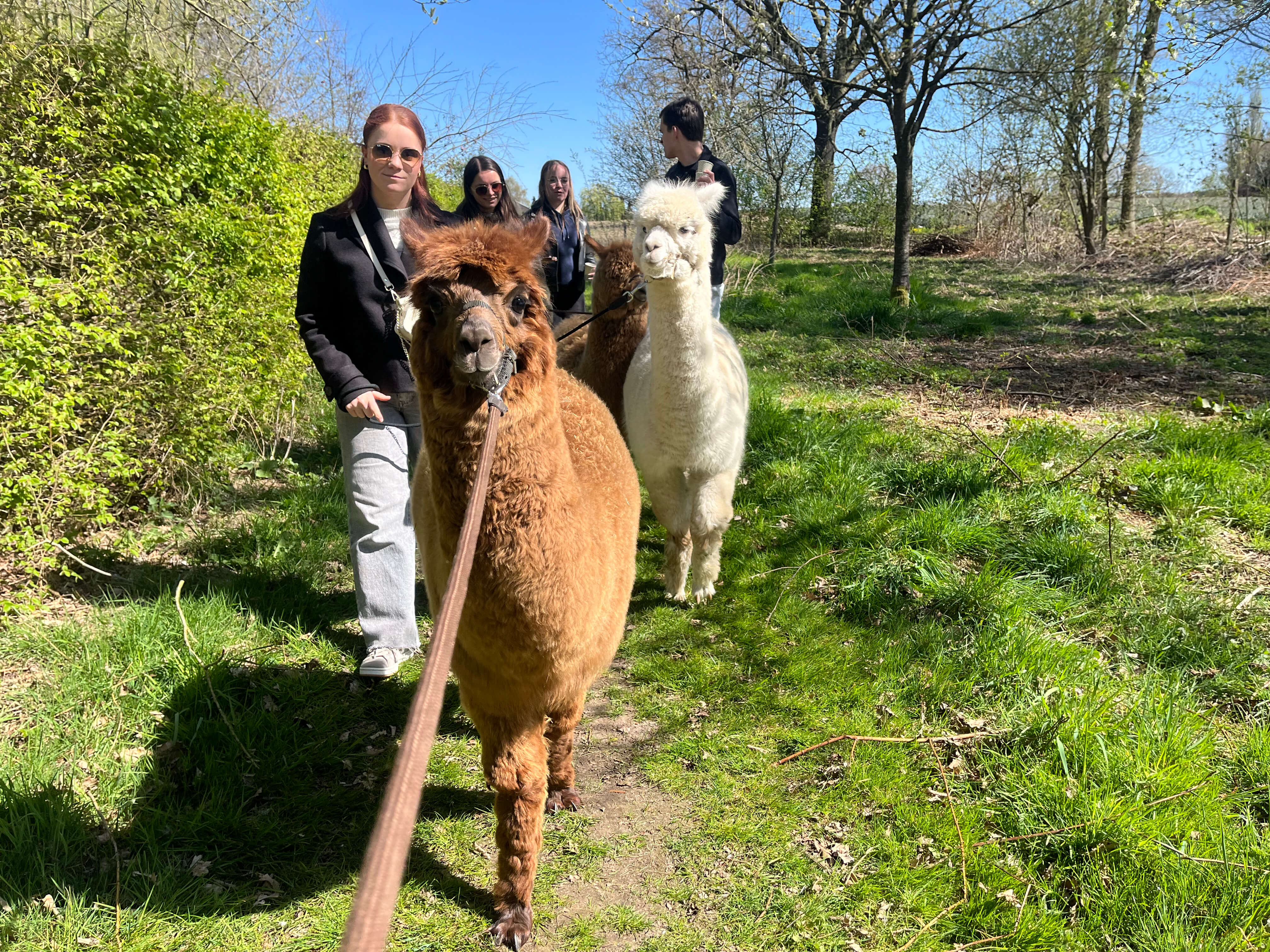 Alpaca wandeling Limburg