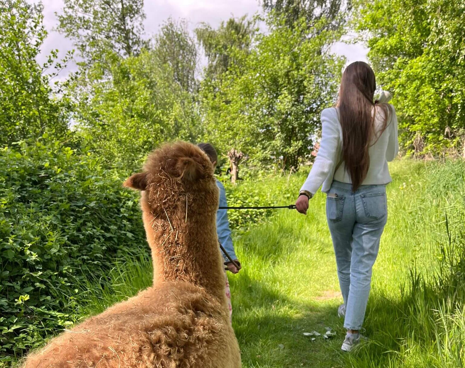 Alpaca wandeling limburg